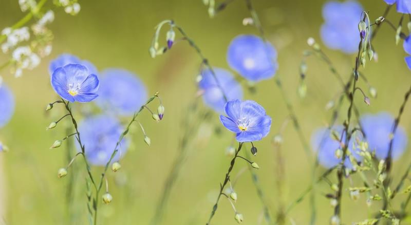 Blue flax flowers growing against a muted green background. 