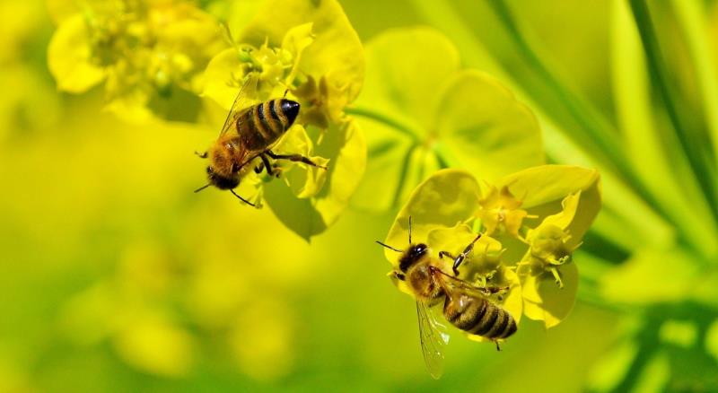Two honey bees on yellow flowers, looking for pollen. 