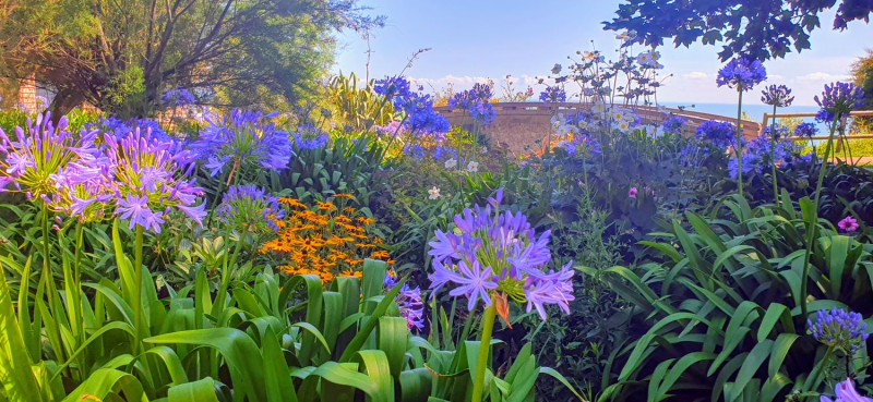 A flowerbed full of blue agapanthus flowers in bloom, green foliage below, along with some yellow rudbeckia flowers. There's a large leafy tree further behind, and a brown wall or bridge. 